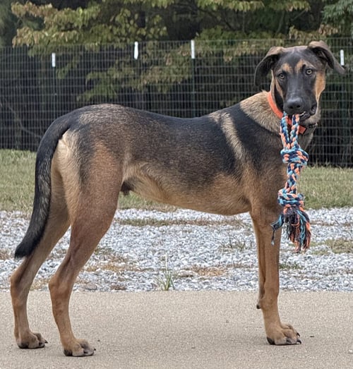 WINCHESTER - Belgian Shepherd Malinois / Hound available for adoption