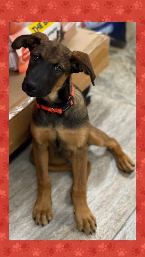 WINCHESTER - Hound / Shepherd for adoption in Milwaukee
