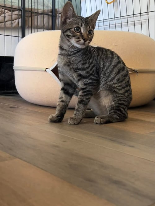 BRUCE - Tabby / Bengal available for adoption