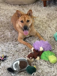 Buster - Photo 1