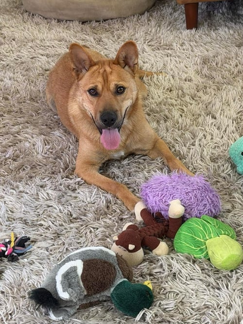 BUSTER - Shepherd for adoption in Anaheim