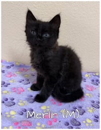 Merlin - Photo 1