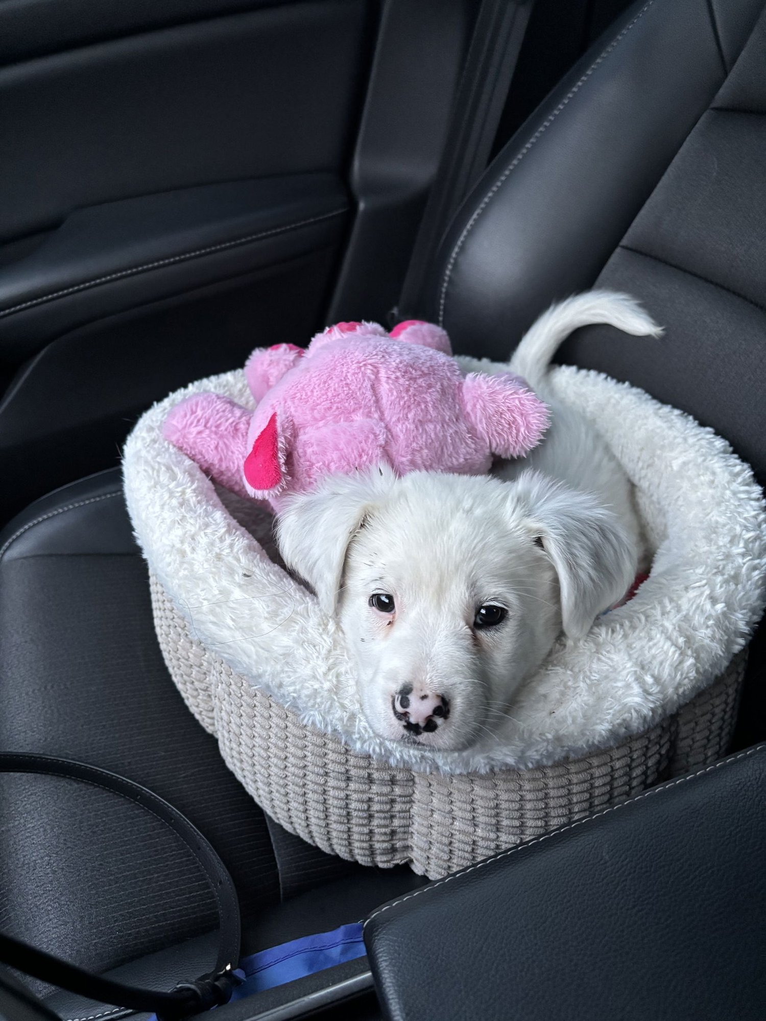 SPRINKLES - Border Collie / Labrador Retriever available for adoption