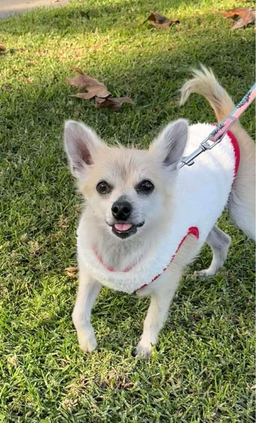 ZIVA - Chihuahua for adoption in Anaheim