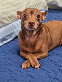 Coal and Coco - Photo 4