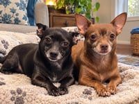 Coal and Coco - Photo 1