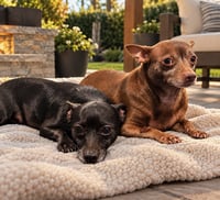 Coal and Coco - Photo 3