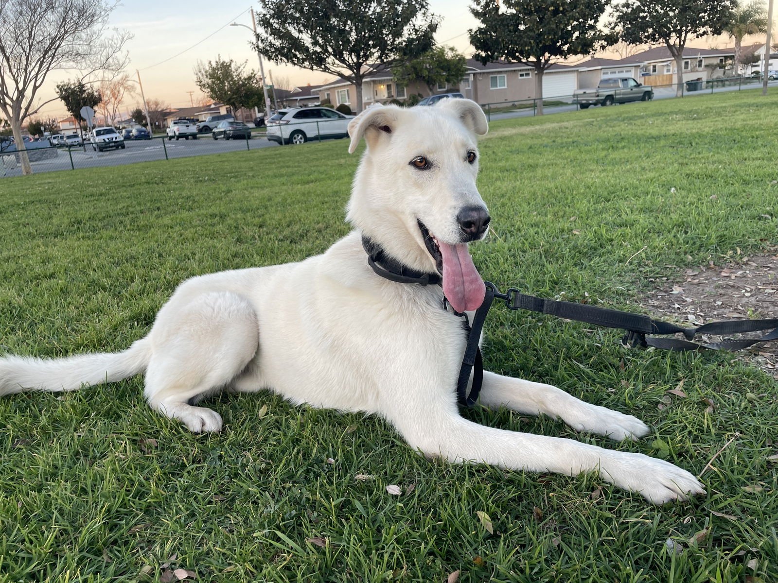 WILLY - Shepherd / Husky available for adoption