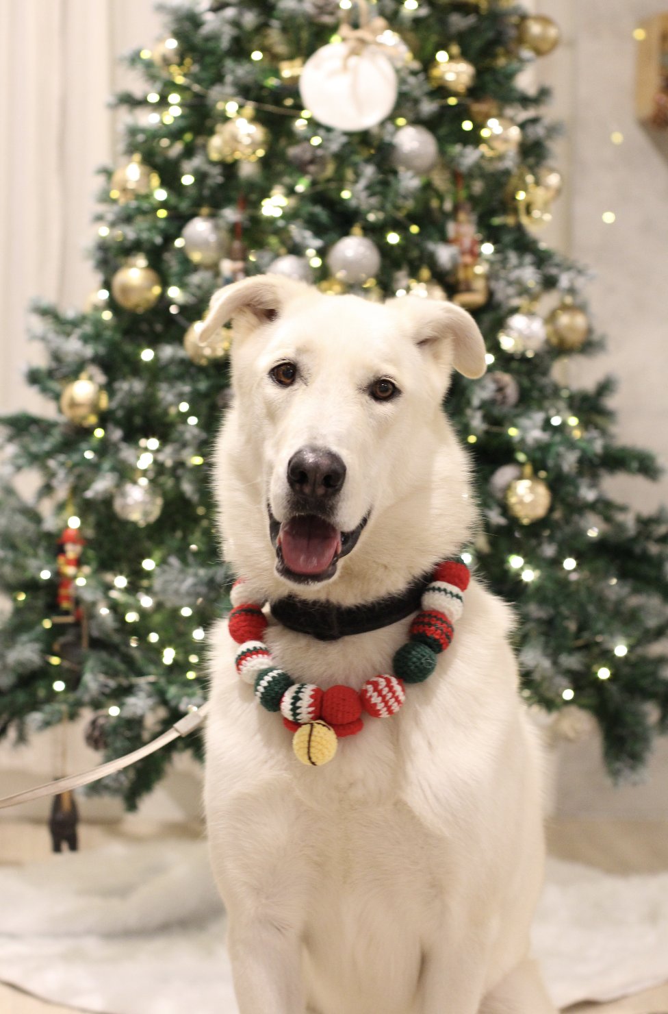 WILLY - Shepherd / Husky available for adoption