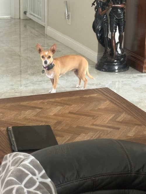 CARMEN - Chihuahua for adoption in Anaheim