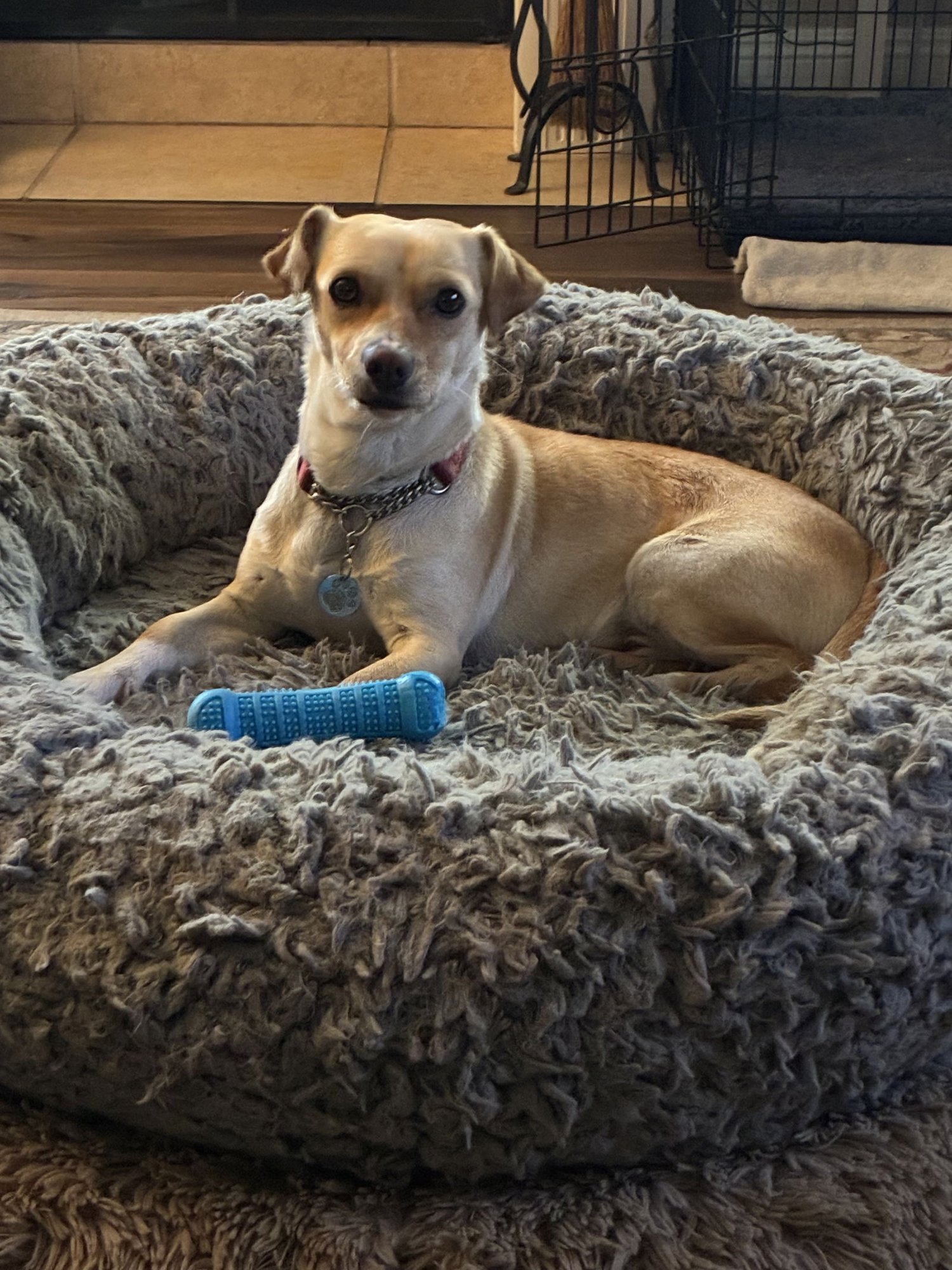 BEN - Chihuahua available for adoption