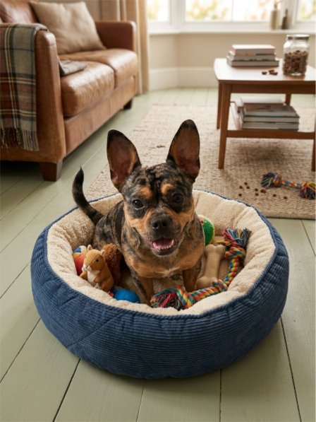 ARCHIE - French Bulldog available for adoption