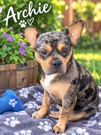 Archie - Photo 1