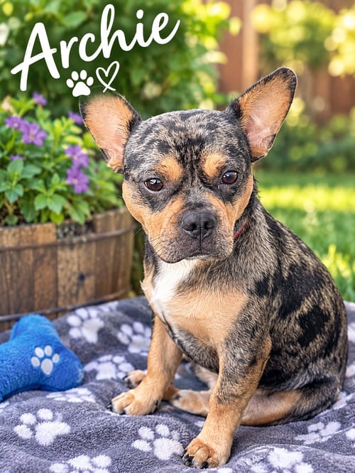 ARCHIE - French Bulldog available for adoption
