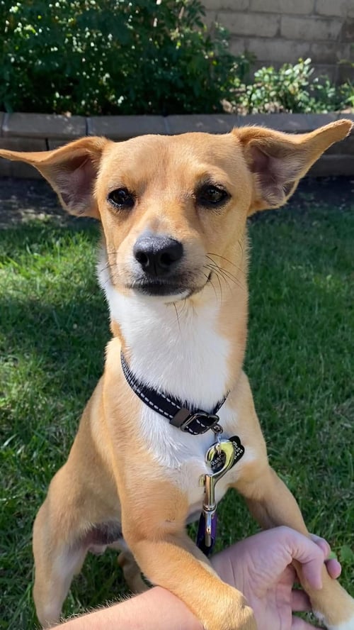 NIKKO - Chihuahua available for adoption
