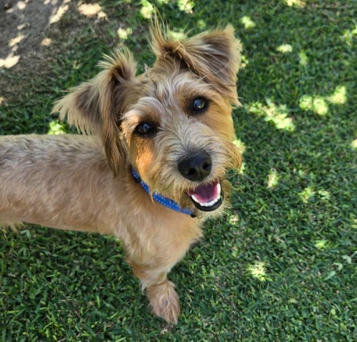 ACE - Yorkshire Terrier Yorkie / Schnauzer available for adoption
