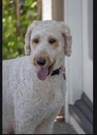 Amelia - Photo 3