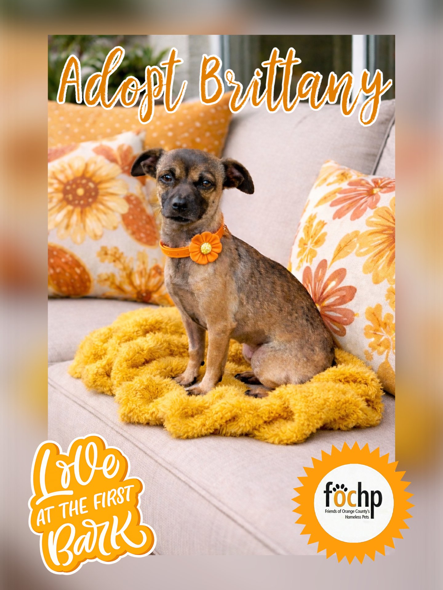 BRITTANY - Chihuahua available for adoption