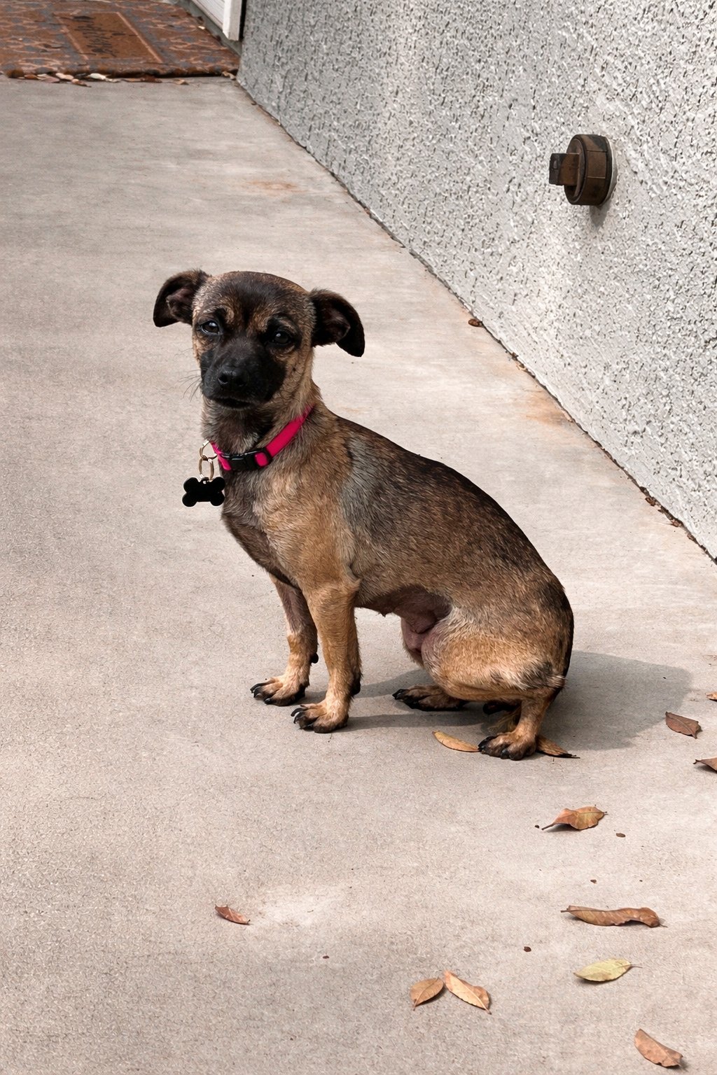 BRITTANY - Chihuahua available for adoption