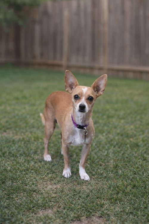 CARMEN - Chihuahua for adoption in Anaheim