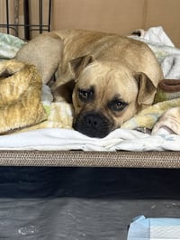 Duke - Photo 3