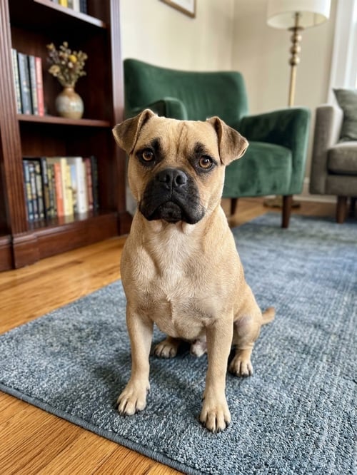 DUKE - Beagle / Pug available for adoption