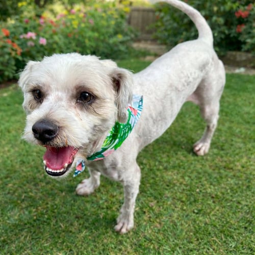 HUDSON - Poodle (T-Cup) / Havanese available for adoption