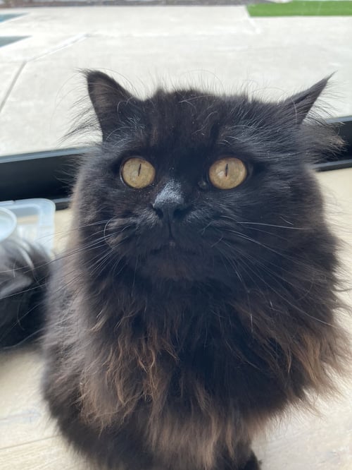 ROOSTER - Domestic Long Hair for adoption in Anaheim
