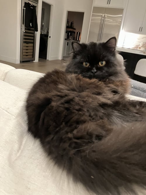 ROOSTER - Domestic Long Hair available for adoption