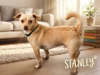 Stanley - Photo 3
