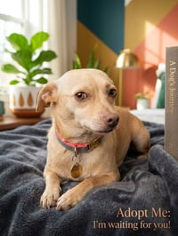 Stanley - Photo 1