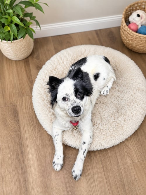 JUNIPER - Cocker Spaniel available for adoption