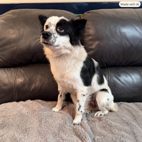JUNIPER - Cocker Spaniel for adoption in Fullerton