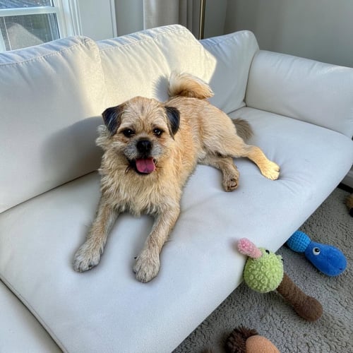 STAN - Brussels Griffon for adoption in Anaheim
