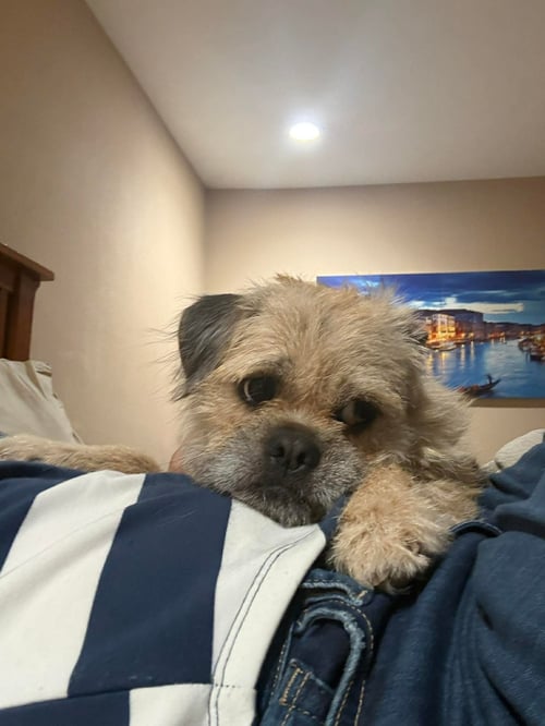 STAN - Brussels Griffon available for adoption