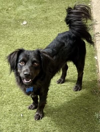 Sparky - Photo 1