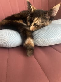 Coco - Photo 2