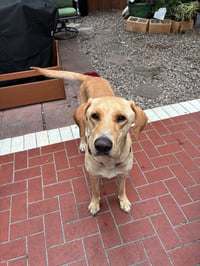 Duke - Photo 2