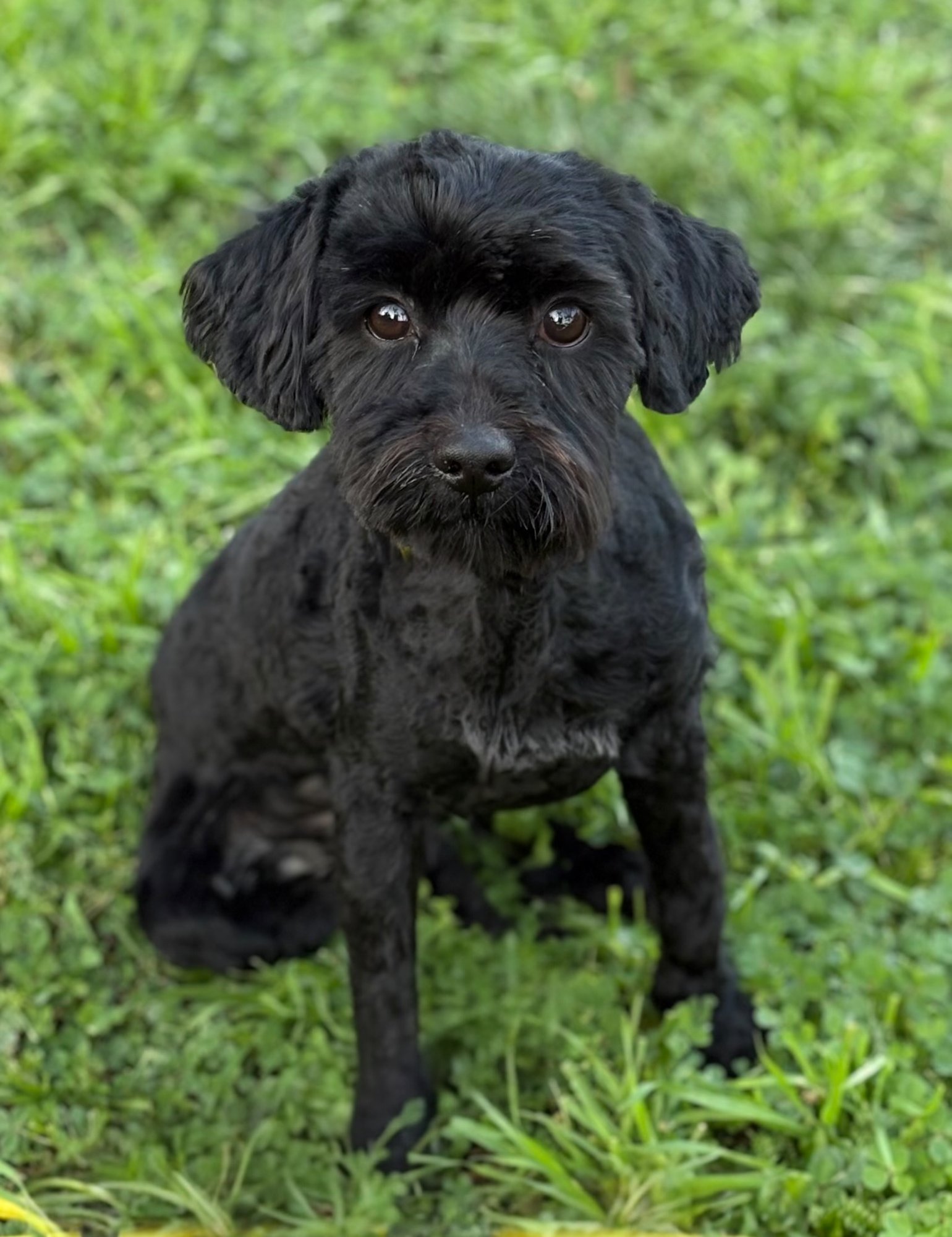 REX - Poodle (Toy) / Schnauzer available for adoption