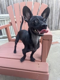 Buddy - Photo 3