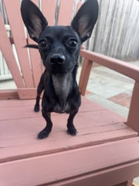 Buddy - Photo 2
