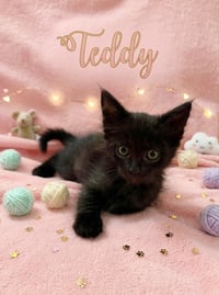 Teddy - Photo 1