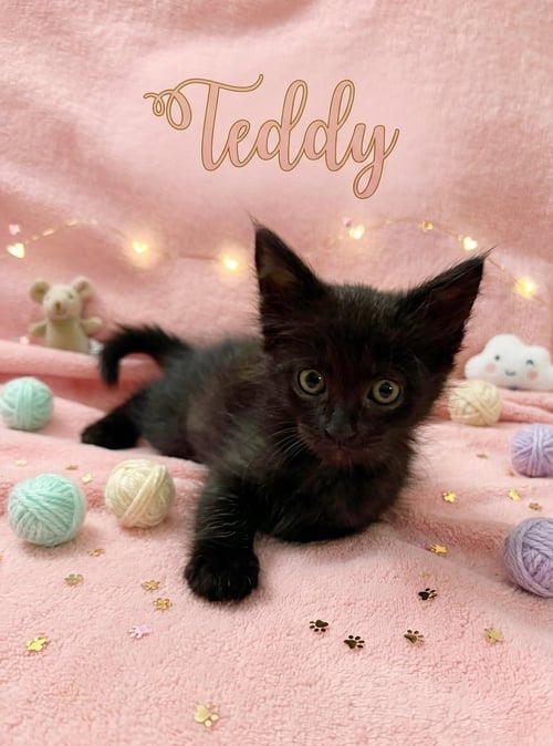 TEDDY - Domestic Short Hair for adoption in Fullerton