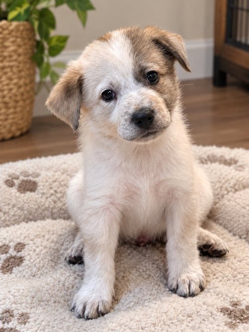 DOC - Cattle Dog / Great Pyrenees available for adoption
