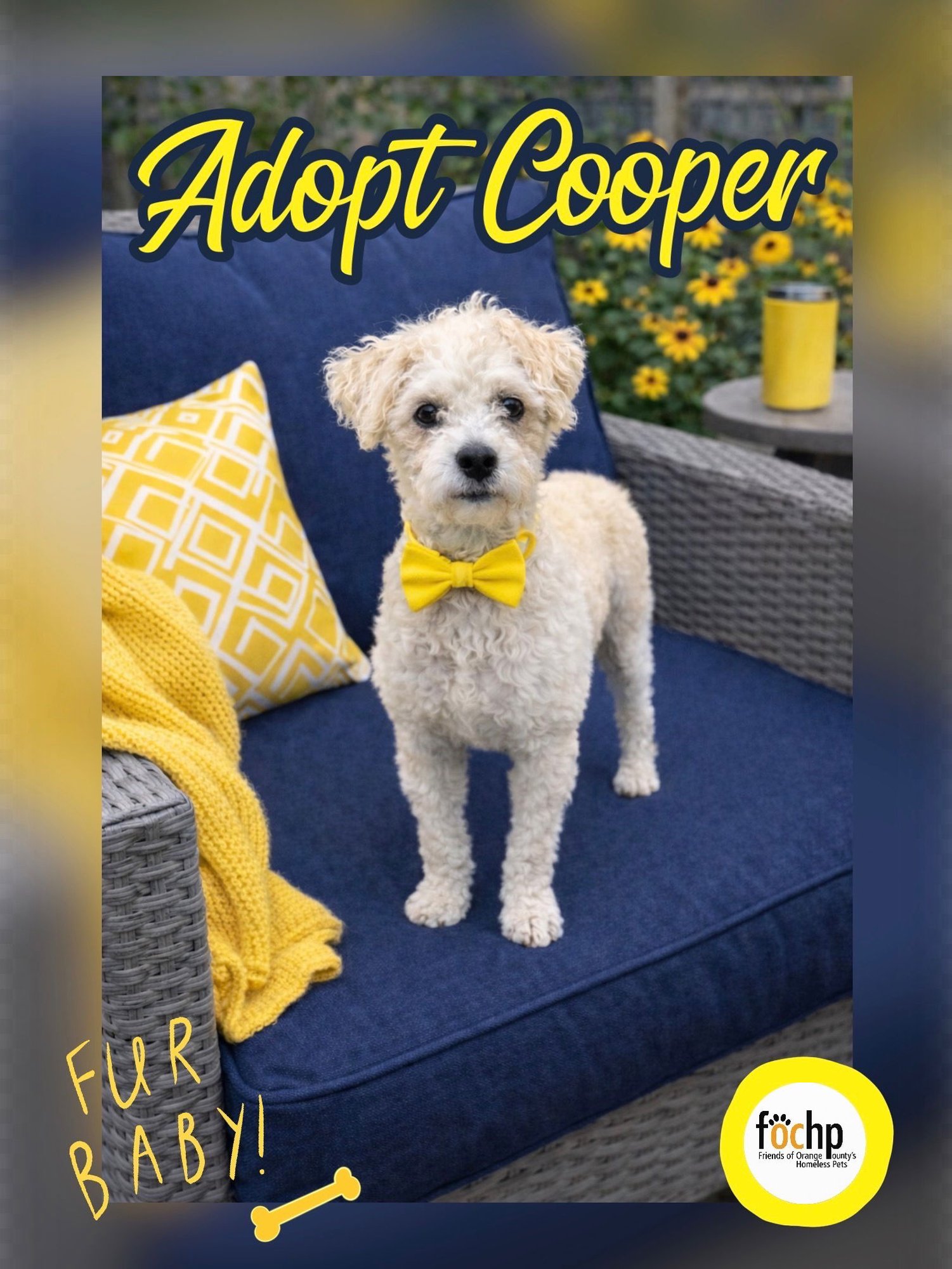 COOPER - Poodle (Toy) available for adoption