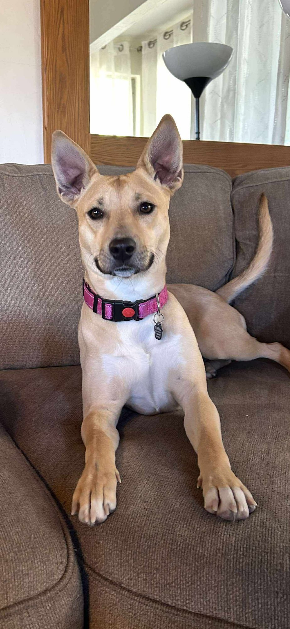 THELMA - Labrador Retriever / Basenji available for adoption