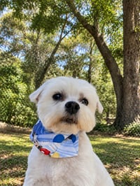 Chewy - Photo 2