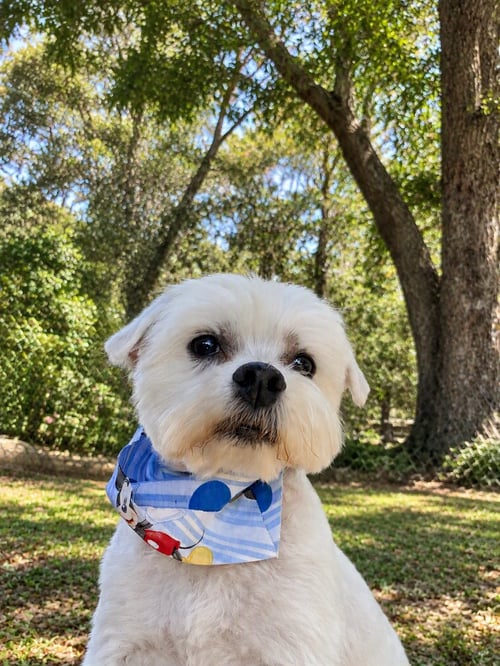 CHEWY - Maltese available for adoption