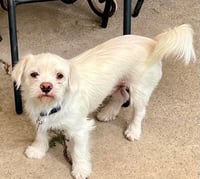 Falcor - Photo 4