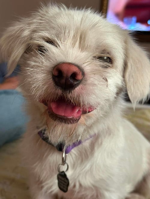 FALCOR - Border Terrier / Lhasa Apso available for adoption